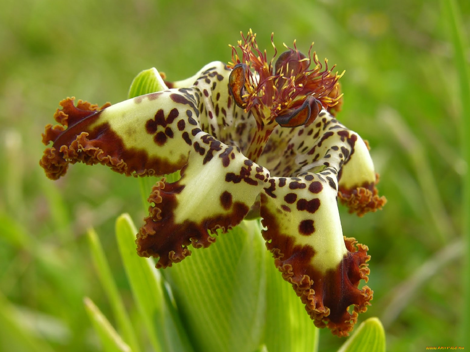 ferraria, , , 